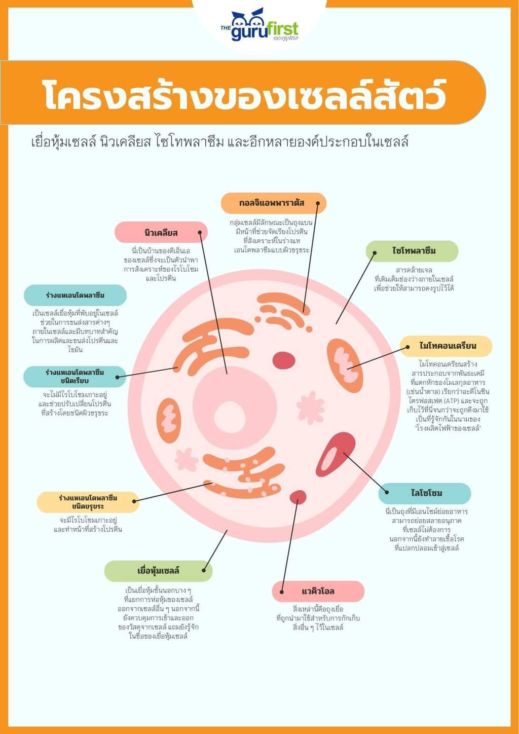 โครงสร้างของเซลล์สัตว์